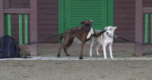 Hundeschule Hamburg Altona